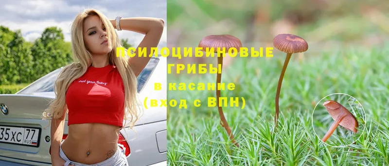 цена   Петровск  Галлюциногенные грибы MAGIC MUSHROOMS 